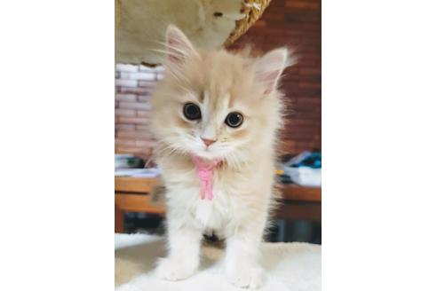 成約済の埼玉県のサイベリアン-18593の1枚目